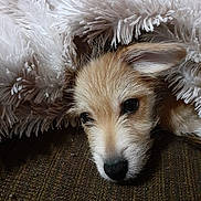 Sadie joined the competition — help win amazing prizes! puppy, dog, blanket, cozy, resting, fur, cute, sleepy, indoors, closeup, texture, brown, white, soft, pet, animal, face, nose, ears, comfort