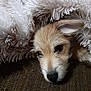 puppy, dog, blanket, cozy, resting, fur, cute, sleepy, indoors, closeup, texture, brown, white, soft, pet, animal, face, nose, ears, comfort