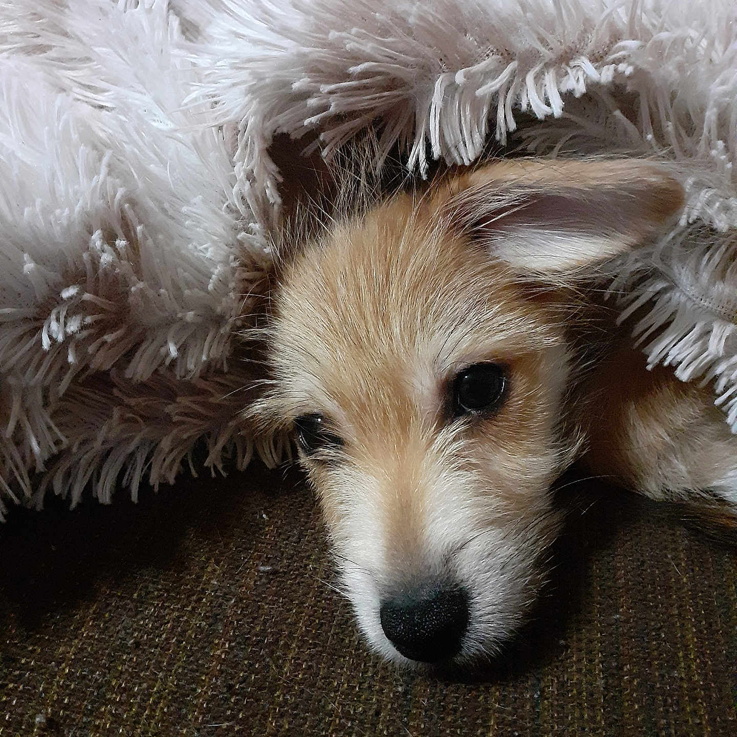 Sadie joined the competition — help win amazing prizes! animal, blanket, brown, closeup, comfort, cozy, cute, dog, ears, face, fur, indoors, nose, pet, puppy, resting, sleepy, soft, texture, white