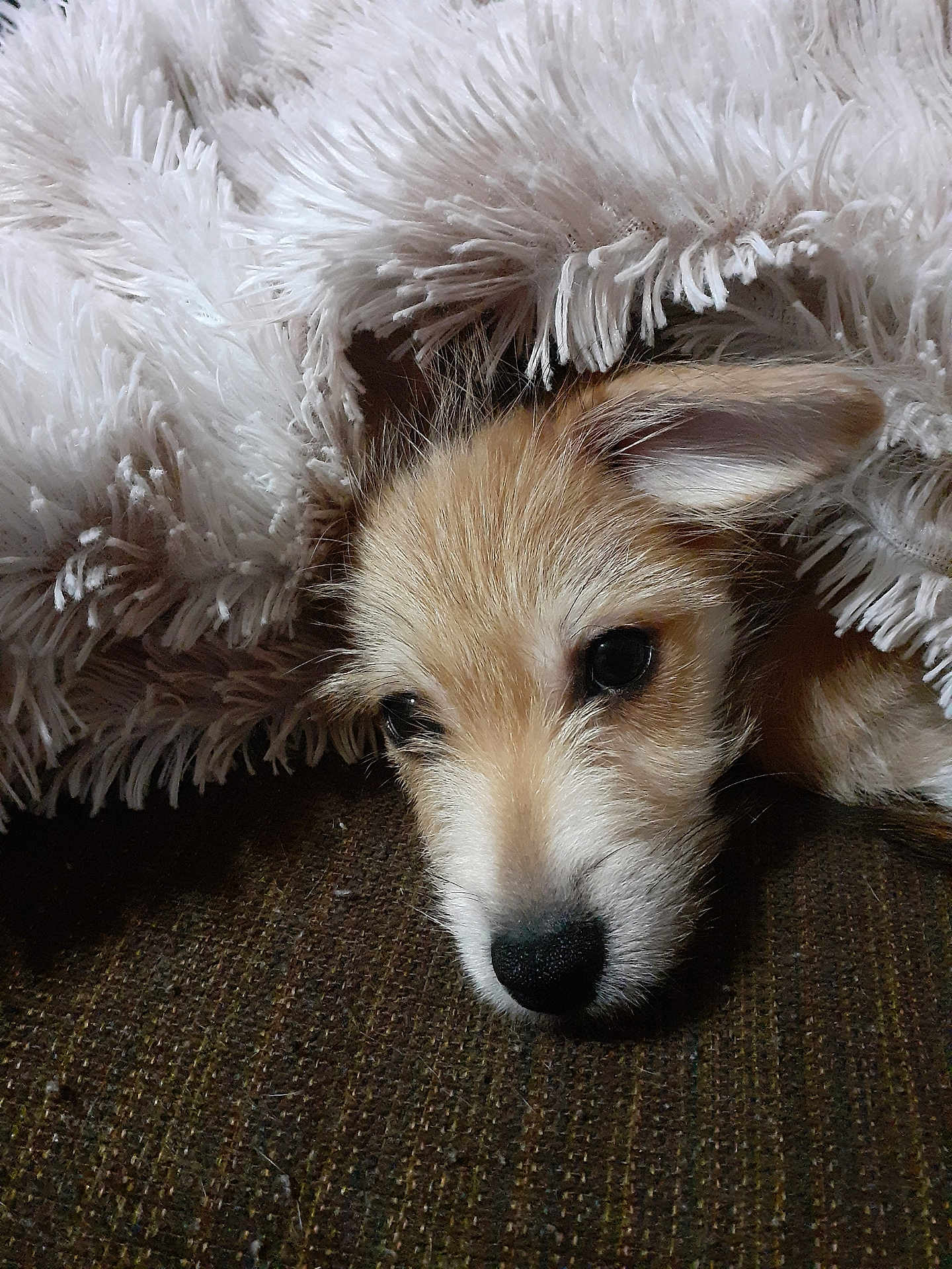 Sadie joined the competition — help win amazing prizes! puppy, dog, blanket, cozy, resting, fur, cute, sleepy, indoors, closeup, texture, brown, white, soft, pet, animal, face, nose, ears, comfort
