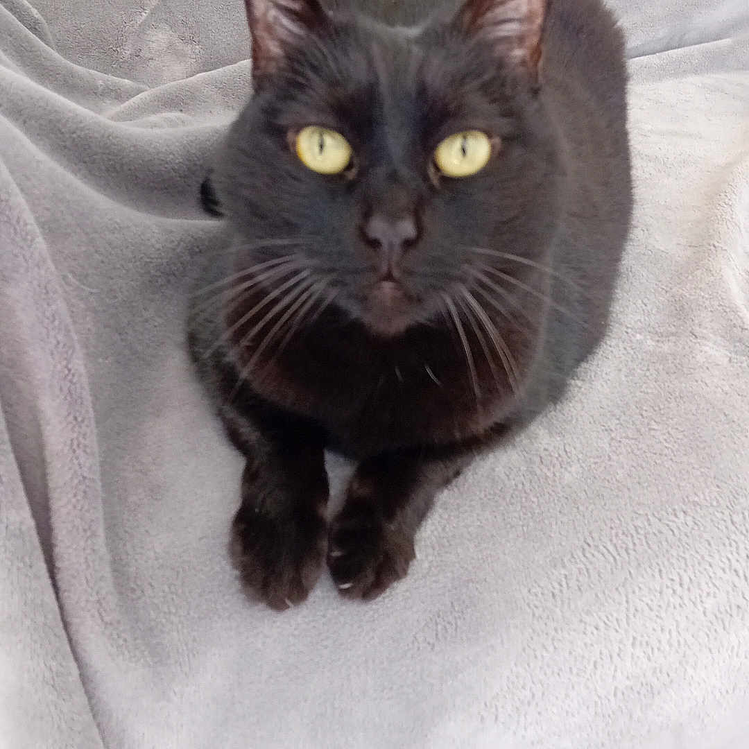 Flam a rejoint le concours — aidez-le/la à gagner de superbes lots ! animal, black_cat, blanket, cat, close_up, cozy, cute, domestic_animal, feline, fur, indoor, looking_at_camera, mammal, paws, pet, relaxed, resting, soft_texture, whiskers, yellow_eyes