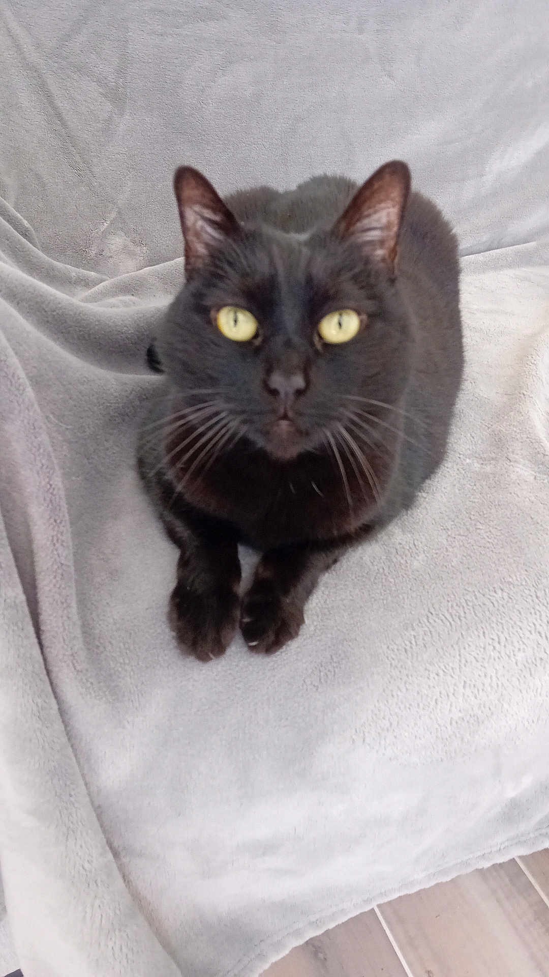 Flam a rejoint le concours — aidez-le/la à gagner de superbes lots ! cat, black_cat, pet, animal, feline, whiskers, yellow_eyes, blanket, soft_texture, indoor, relaxed, fur, cute, mammal, domestic_animal, resting, looking_at_camera, cozy, paws, close_up