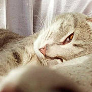 Tigerlily is registered to the contest to win money with this photo: cat, tabby, sleepy, close_up, pet, feline, whiskers, nose, fur, relaxed, indoors, curtain, soft_lighting, animal, resting, cozy, domestic, portrait, laying, cute