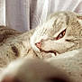 cat, tabby, sleepy, close_up, pet, feline, whiskers, nose, fur, relaxed, indoors, curtain, soft_lighting, animal, resting, cozy, domestic, portrait, laying, cute