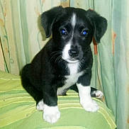 Flash participe au concours pour gagner de l'argent avec cette photo : dog, puppy, black_and_white, paws, white_paw, nose, eyes, whiskers, fur, sitting, blanket, sofa, curtain, indoor, portrait, pet, young, cute, front_view, close_up