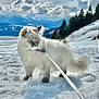 Nala participe au concours pour gagner de l'argent avec cette photo : adventure, animal, blue_eyes, cat, clouds, daylight, fluffy, fur, landscape, leash, mountain, nature, outdoor, pet, pine_trees, scenery, sky, snow, walking, winter