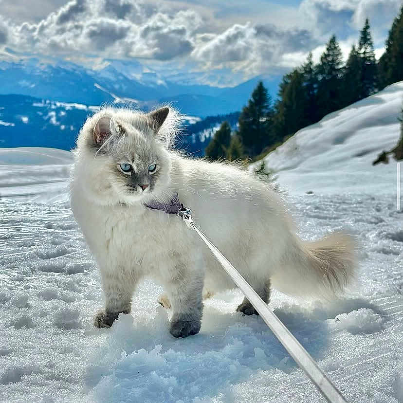 Nala participe au concours pour gagner de l'argent avec cette photo : adventure, animal, blue_eyes, cat, clouds, daylight, fluffy, fur, landscape, leash, mountain, nature, outdoor, pet, pine_trees, scenery, sky, snow, walking, winter