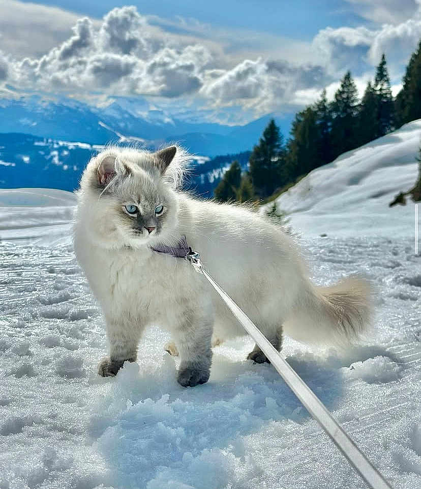 Nala
