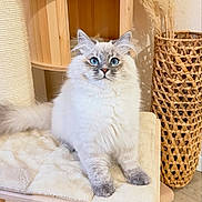 Nala a rejoint le concours — aidez-le/la à gagner de superbes lots ! animal, blue_eyes, cat, cat_tree, cozy, curious, cute, domestic_cat, feline, fluffy_fur, furry, household, indoor, pet, portrait, relaxed, sitting, soft_texture, wooden_furniture, woven_basket