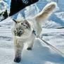 Nala a rejoint le concours — aidez-le/la à gagner de superbes lots ! adventure, animal, blue_eyes, cat, cold, daylight, feline, fluffy, forest, fur, leash, nature, outdoor, paw, pet, snow, sunlight, walking, white, winter