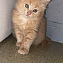 kitten, cat, orange_cat, fluffy, cute, pet, animal, indoor, floor, wall, curious, young, small, feline, whiskers, ears, paws, tail, domestic_animal, tilted_head
