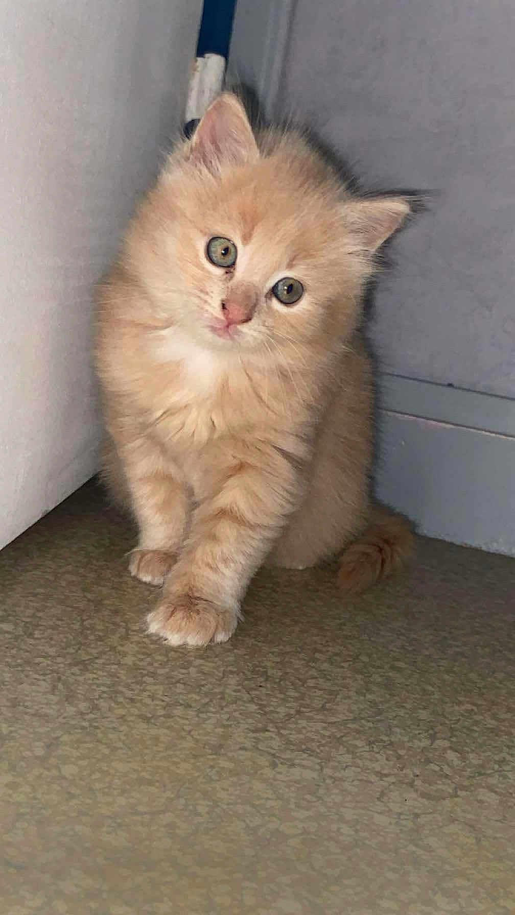 Nougat a rejoint le concours — aidez-le/la à gagner de superbes lots ! kitten, cat, orange_cat, fluffy, cute, pet, animal, indoor, floor, wall, curious, young, small, feline, whiskers, ears, paws, tail, domestic_animal, tilted_head