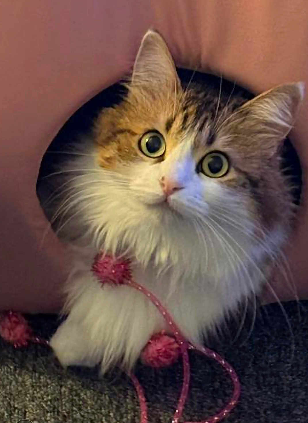 Aya participe au concours pour gagner de l'argent avec cette photo : cat, fluffy, curious, wide_eyes, pink_tunnel, pom_poms, playful, pet, fur, whiskers, indoor, cute, animal, feline, closeup, cozy, toy, curled_paws, soft, domestic