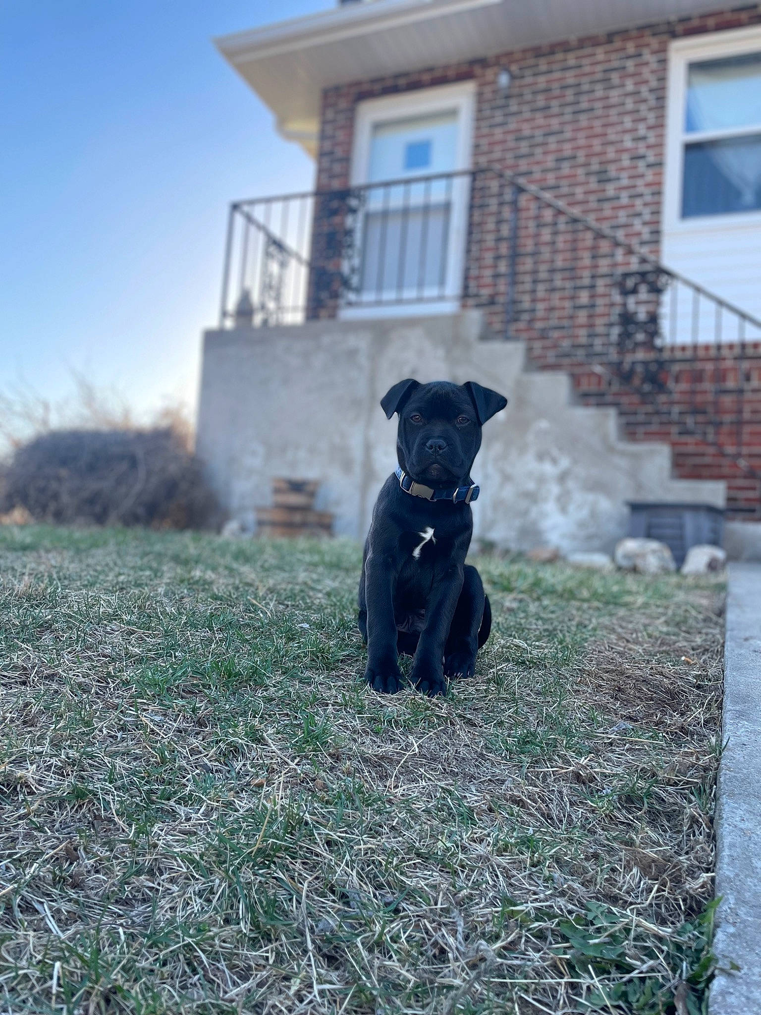 Brutus is registered to the contest to win money with this photo: building, canidae, carnivore, companion_dog, dog, dog_breed, door, fawn, grass, house, pet_supply, plant, shrub, sky, snout, soil, sporting_group, tail, window, working_animal