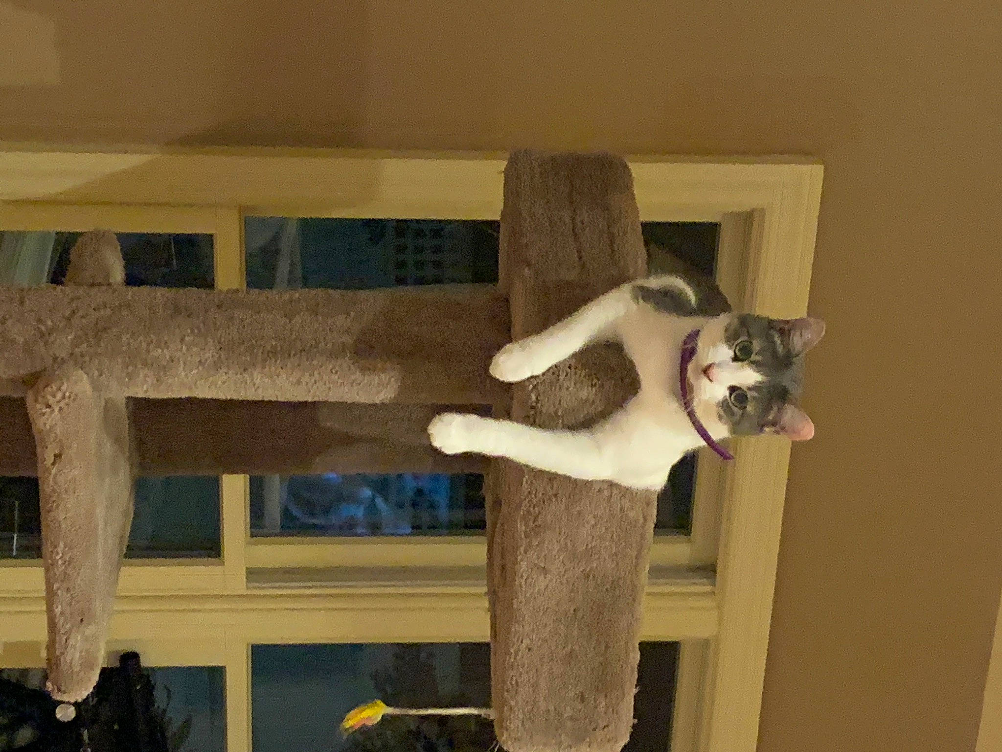 Lilly is registered to the contest to win money with this photo: carnivore, cat, cat_furniture, cat_supply, comfort, companion_dog, dog_breed, domestic_short_haired_cat, fawn, felidae, flooring, fur, hardwood, natural_material, room, small_to_medium_sized_cats, tail, whiskers, window, wood