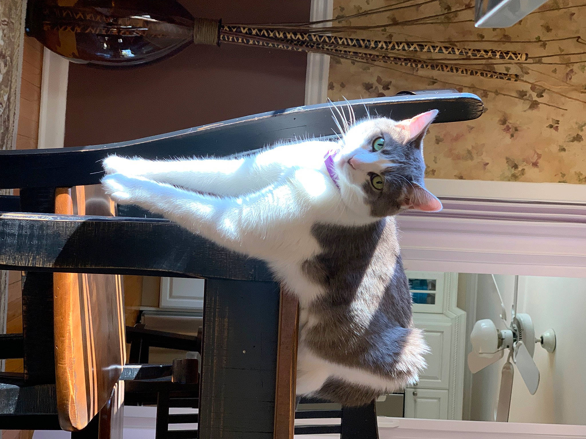Lilly joined the competition — help win amazing prizes! carnivore, cat, cat_supply, collar, domestic_short_haired_cat, felidae, fur, hardwood, metal, pet_supply, room, small_to_medium_sized_cats, tail, whiskers, window, wood