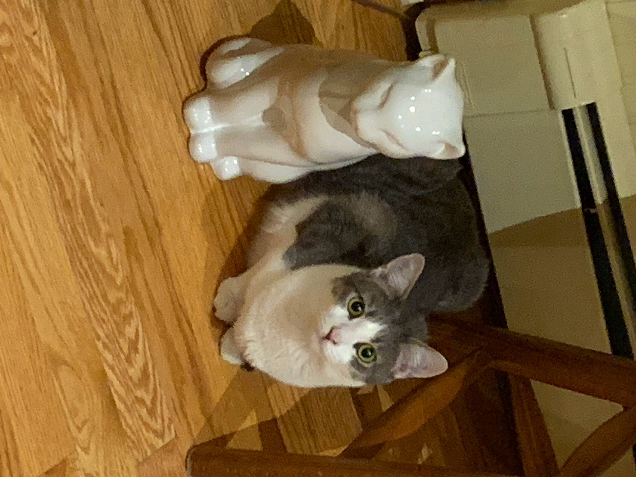 Lilly is registered to the contest to win money with this photo: carnivore, cat, comfort, domestic_short_haired_cat, fawn, felidae, flooring, fur, hardwood, paw, small_to_medium_sized_cats, tail, whiskers, wood