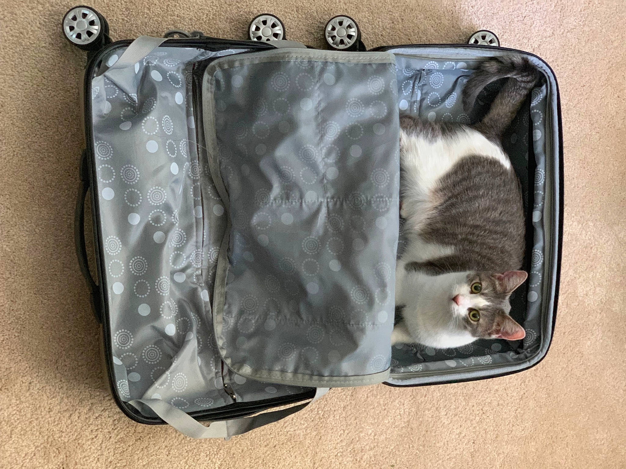 Lilly is registered to the contest to win money with this photo: bag, baggage, carnivore, cat, domestic_short_haired_cat, electric_blue, fashion_accessory, felidae, fur, grey, luggage_and_bags, mammal, metal, pet_supply, rectangle, shoulder_bag, silver, small_to_medium_sized_cats, tail, whiskers