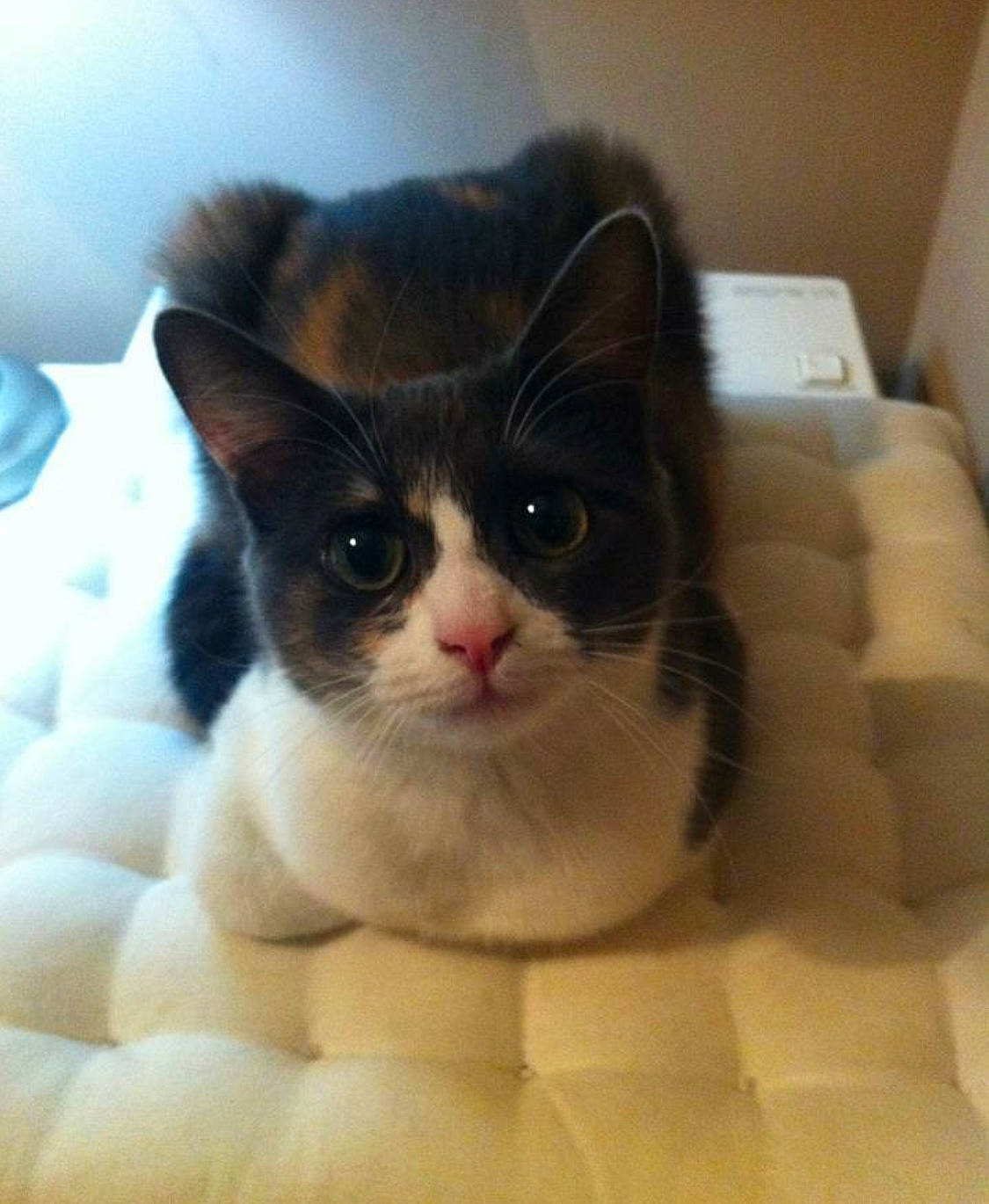 Gaya participe au concours pour gagner de l'argent avec cette photo : box, carnivore, cat, comfort, domestic_short_haired_cat, eye, fawn, felidae, fur, head, packaging_and_labeling, paw, pet_supply, small_to_medium_sized_cats, snout, terrestrial_animal, whiskers, window