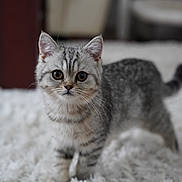 Lulu is registered to the contest to win money with this photo: kitten, cat, gray_tabby, fluffy_rug, indoor, pet, animal, cute, feline, whiskers, small, curious, soft_fur, young, domestic_cat, portrait, front_view, looking_at_camera, playful, furniture