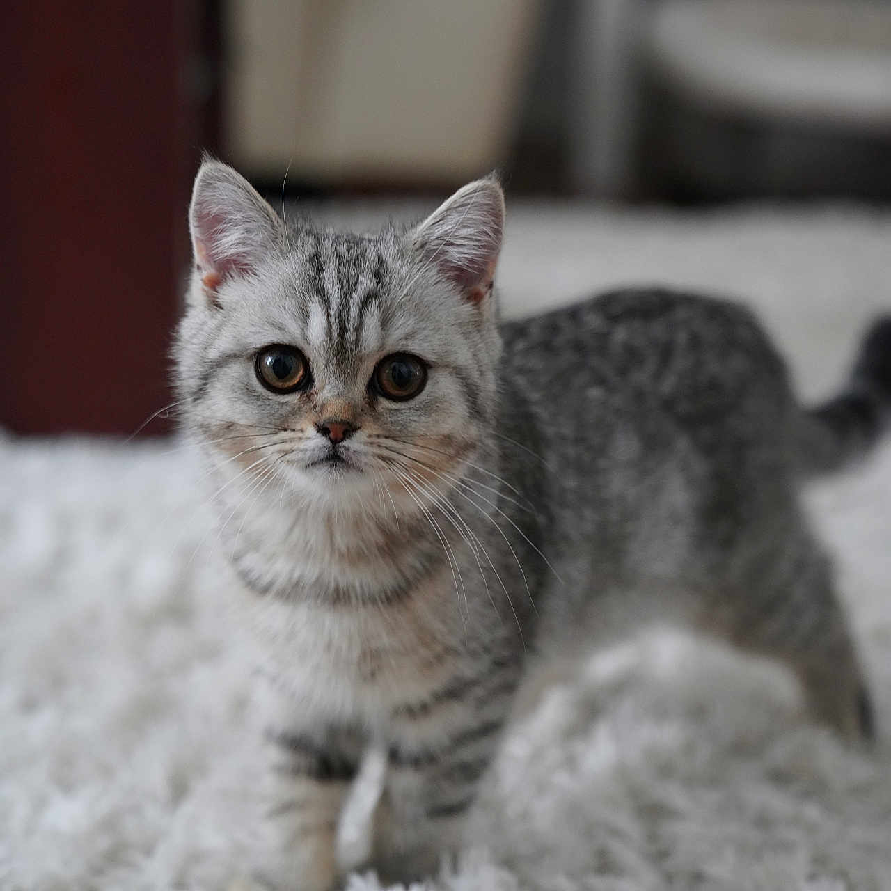 Lulu