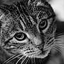 Mowgli a rejoint le concours — aidez-le/la à gagner de superbes lots ! cat, tabby, close_up, black_and_white, whiskers, fur, eyes, pet, animal, portrait, mammal, face, cute, domestic_cat, feline, soft_focus, macro, nature, adorable, expression