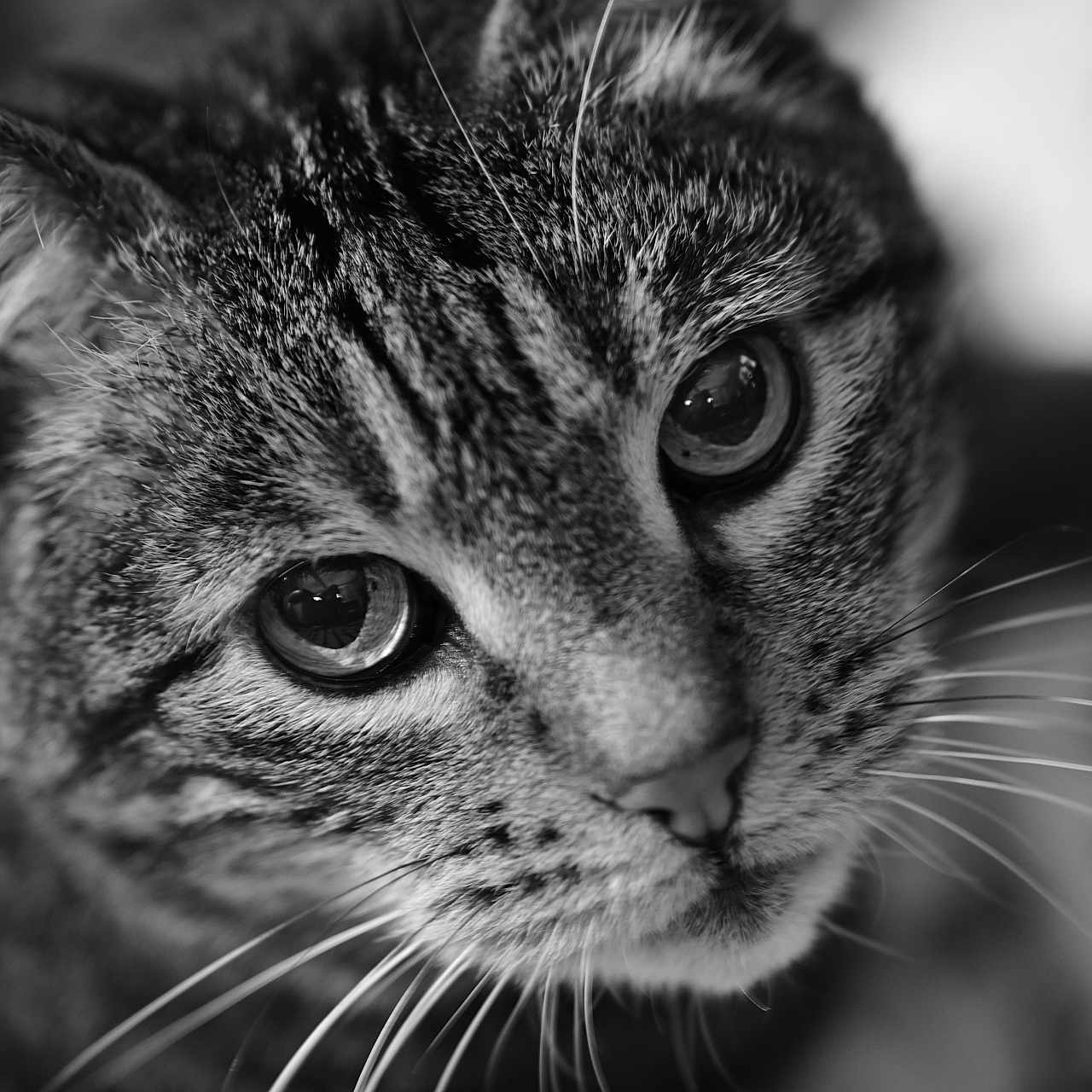Mowgli a rejoint le concours — aidez-le/la à gagner de superbes lots ! adorable, animal, black_and_white, cat, close_up, cute, domestic_cat, expression, eyes, face, feline, fur, macro, mammal, nature, pet, portrait, soft_focus, tabby, whiskers