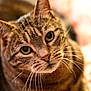 cat, tabby, close_up, whiskers, green_eyes, pet, animal, feline, curious, soft_lighting, indoor, cozy, portrait, fur, mammal, cute, domestic_animal, face, looking_up, blurred_background