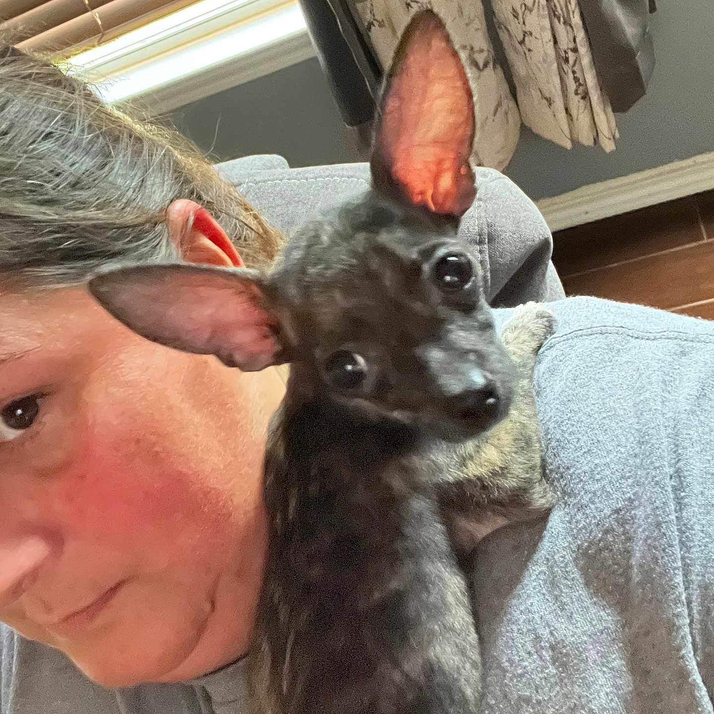 Winston is registered to the contest to win money with this photo: animal, blinds, close_up, curtains, domestic, ears, expression, face, fur, grey_shirt, home, indoor, light, looking, person, pet, shoulder, small_mammal, texture, window