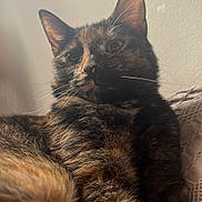 Olive joined the competition — help win amazing prizes! animal, cat, close_up, cute, domestic, ears, eyes, feline, fur, indoor, mammal, pet, portrait, relaxed, resting, soft_light, texture, tortoiseshell, wall, whiskers