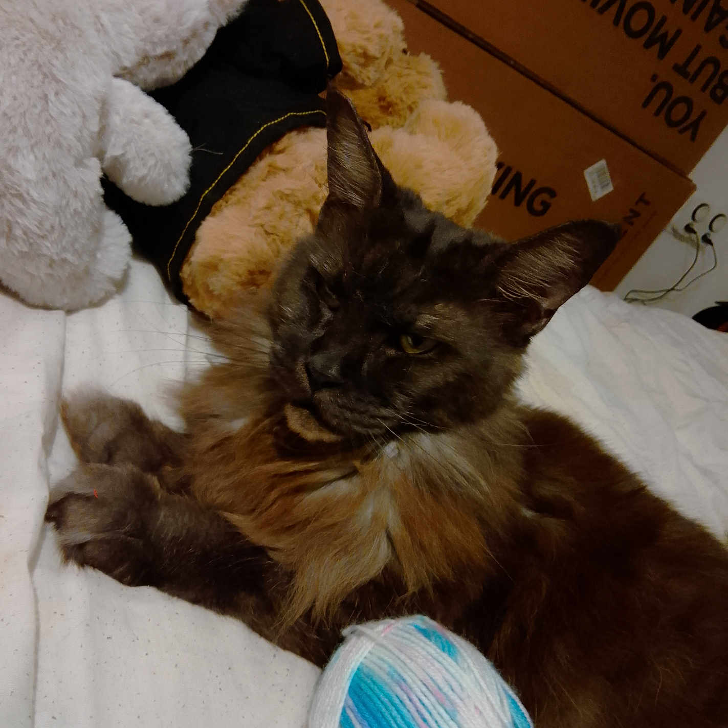 Saqqarah participe au concours pour gagner de l'argent avec cette photo : abyssinian, animal, armchair, blackcat, blanket, box, cat, chair, couch, cushion, furniture, hardwood, homedecor, kitten, manx, pet, siamese, teddybear, toy, wood