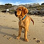 dog, puppy, golden_retriever, beach, sand, paw_prints, collar, outdoor, sky, clouds, fence, rocks, curious, animal, nature, sunlight, daytime, pet, young_dog, canine