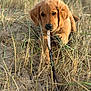 puppy, golden_retriever, dog, chewing, stick, grass, sand, outdoor, nature, animal, pet, cute, young, brown, fur, playful, closeup, lying_down, daylight, adorable