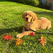 Gekko participe au concours pour gagner de l'argent avec cette photo : dog, puppy, golden_retriever, grass, leaves, autumn, outdoor, pet, animal, nature, sunlight, greenery, collar, leash, cute, young, lying_down, garden, daytime, friendly