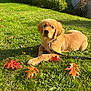 dog, puppy, golden_retriever, grass, leaves, autumn, outdoor, pet, animal, nature, sunlight, greenery, collar, leash, cute, young, lying_down, garden, daytime, friendly