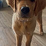 puppy, dog, golden_retriever, floor, wooden_floor, water_bowl, indoor, pet, animal, fur, whiskers, droplet, canine, curious, young, standing, domestic, companion, cute, closeup