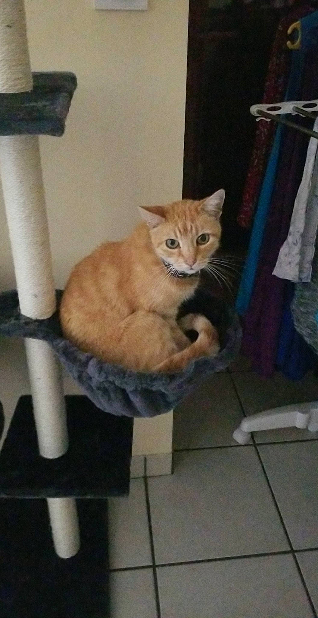 Inox participe au concours pour gagner de l'argent avec cette photo : box, carnivore, cat, cat_supply, chair, comfort, domestic_short_haired_cat, fawn, felidae, flooring, fur, hardwood, paw, pet_supply, room, small_to_medium_sized_cats, tail, whiskers, wood