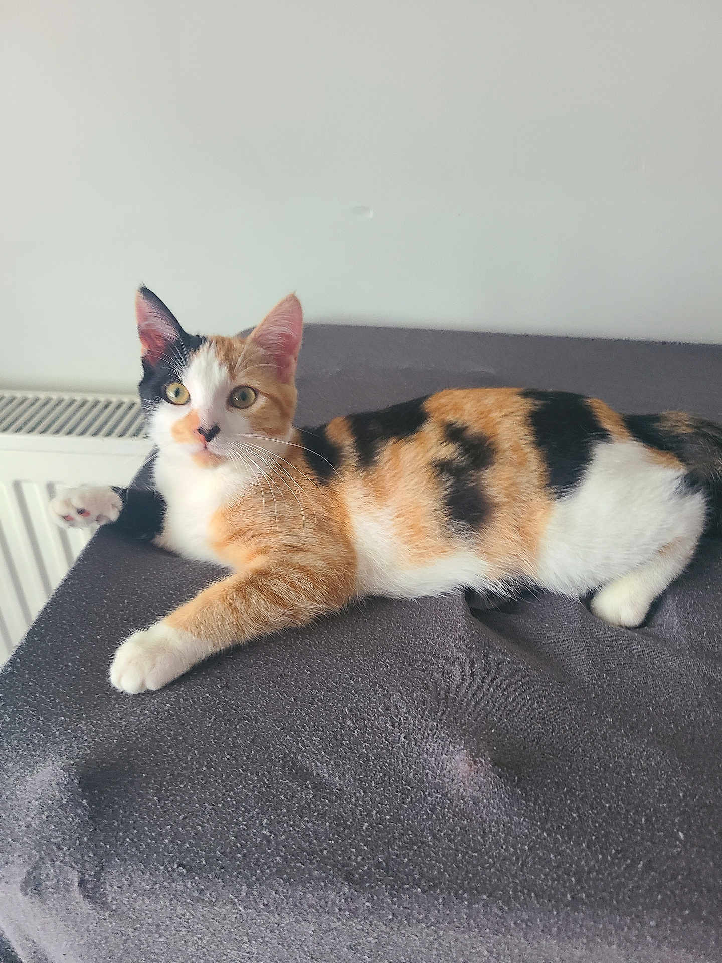 Nouméa participe au concours pour gagner de l'argent avec cette photo : calico_cat, cat, pet, animal, feline, fur, laying_down, curious, indoor, domestic_animal, whiskers, ears, eyes, paw, resting, texture, soft_surface, relaxed, closeup, portrait