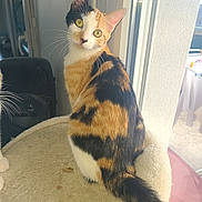 Nouméa participe au concours pour gagner de l'argent avec cette photo : animal, calico, cat, closeup, curious, domestic_cat, face, feline, fur, indoor, light, looking, perch, pet, sitting, soft, tail, whiskers, window, yellow_eyes