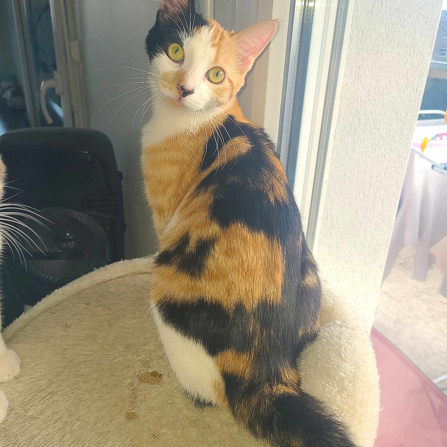 Nouméa participe au concours pour gagner de l'argent avec cette photo : animal, calico, cat, closeup, curious, domestic_cat, face, feline, fur, indoor, light, looking, perch, pet, sitting, soft, tail, whiskers, window, yellow_eyes