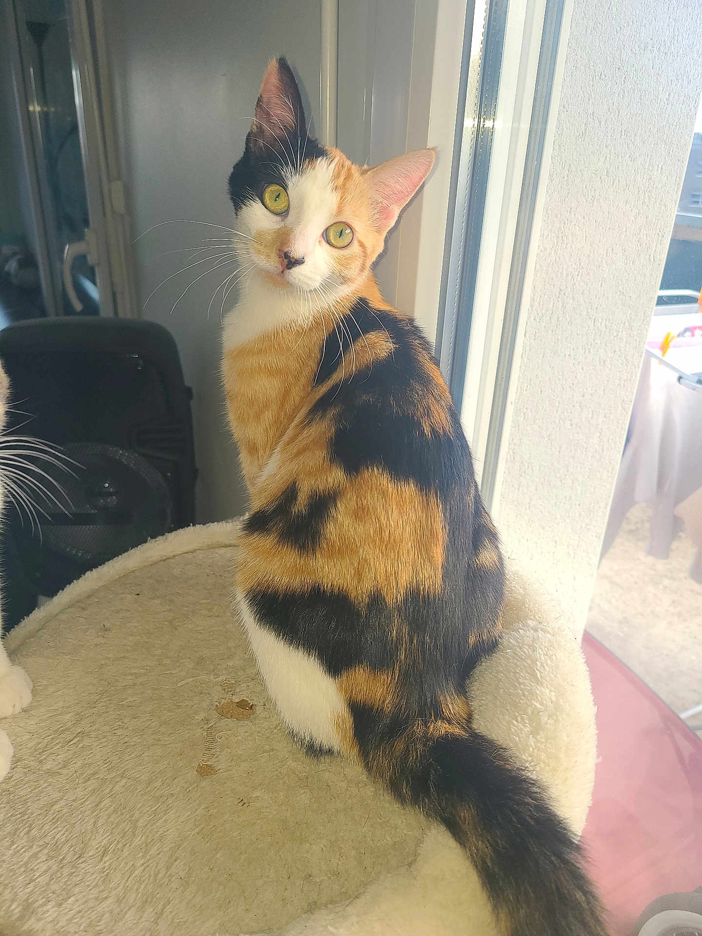 Nouméa participe au concours pour gagner de l'argent avec cette photo : animal, calico, cat, closeup, curious, domestic_cat, face, feline, fur, indoor, light, looking, perch, pet, sitting, soft, tail, whiskers, window, yellow_eyes