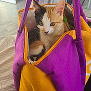 Nouméa participe au concours pour gagner de l'argent avec cette photo : kitten, cat, calico, bag, purple, yellow, indoor, pet, curious, animal, feline, closeup, cozy, cute, young, domestic, whiskers, ears, soft_light, floor