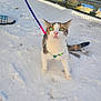 Zyna participe au concours pour gagner de l'argent avec cette photo : animal, bench, cat, cold, curious, daylight, feline, footwear, fur, green_eyes, harness, leash, outdoor, paws, pet, pink_nose, playful, snow, whiskers, winter