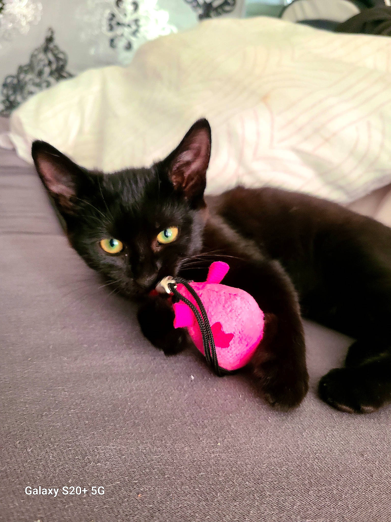 Sarabi a rejoint le concours — aidez-le/la à gagner de superbes lots ! black_cat, bombay, carmine, carnivore, cat, claw, comfort, domestic_short_haired_cat, felidae, fur, grey, havana_brown, magenta, paw, small_to_medium_sized_cats, snout, tail, whiskers