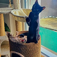 Sarabi a rejoint le concours — aidez-le/la à gagner de superbes lots ! animal, black_cat, cat, cat_tree, cozy, curious, feline, fur, home, indoor, looking, mesh_screen, natural_light, perched, pet, playful, raised_paw, scratching_post, sitting, window