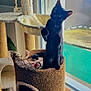 animal, black_cat, cat, cat_tree, cozy, curious, feline, fur, home, indoor, looking, mesh_screen, natural_light, perched, pet, playful, raised_paw, scratching_post, sitting, window