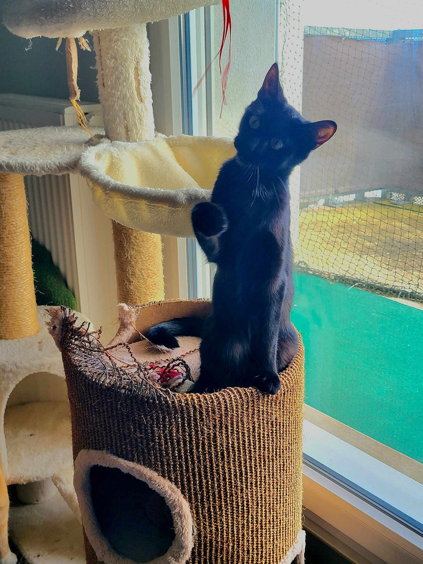 Sarabi a rejoint le concours — aidez-le/la à gagner de superbes lots ! animal, black_cat, cat, cat_tree, cozy, curious, feline, fur, home, indoor, looking, mesh_screen, natural_light, perched, pet, playful, raised_paw, scratching_post, sitting, window