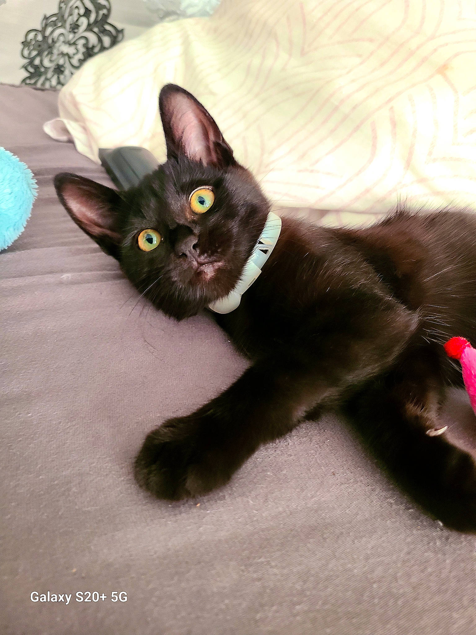 Sarabi participe au concours pour gagner de l'argent avec cette photo : black_cat, carnivore, cat, claw, comfort, domestic_short_haired_cat, felidae, foot, fur, grey, paw, sitting, small_to_medium_sized_cats, snout, tail, terrestrial_animal, whiskers