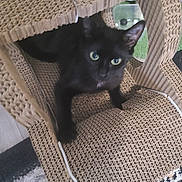 Sarabi participe au concours pour gagner de l'argent avec cette photo : alert, animal, black_cat, cardboard, carpet, cat, closeup, cozy, curious, domestic_cat, ear, eyes, feline, floor, house, indoor, paw, pet, scratcher, texture