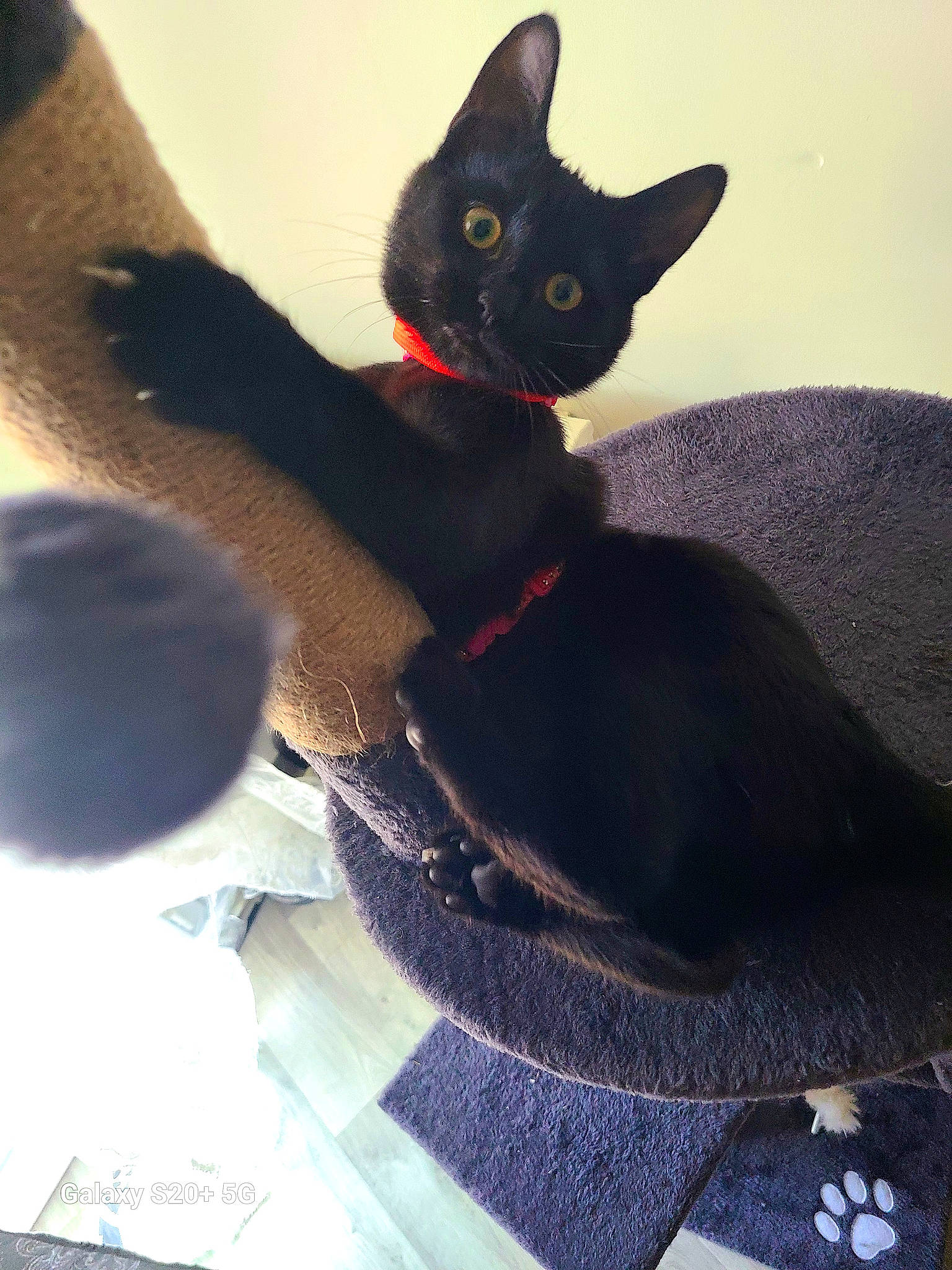 Sarabi participe au concours pour gagner de l'argent avec cette photo : black_cat, bombay, carmine, carnivore, cat, cat_bed, cat_supply, claw, comfort, domestic_short_haired_cat, ear, felidae, fur, grey, havana_brown, small_to_medium_sized_cats, snout, tail, vertebrate, whiskers